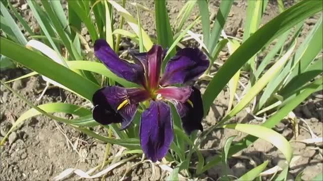 Ирис луизианский 'Black Gamecock' (Блэк Гамэкок) (Frank Chowning, R. 1978)