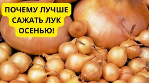 Осенняя посадка лука. Почему все ошибаются со сроками посадки.