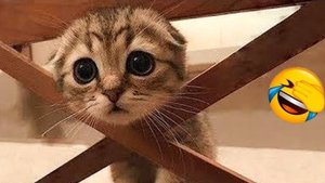 Смешные домашние животные Лучшие моменты СМЕШНЫЕ ЖИВОТНЫЕ