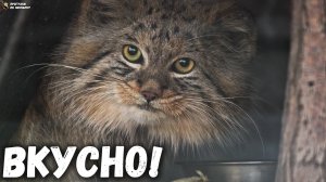 Манул Шу ждал обед и дождался! Ленинградский зоопарк