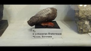 Палеонтологический музей Университета СПбГУ