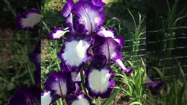 Ирис 'Stepping Out' (Степпинг Аут) (Schreiner, R, 1964)