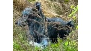 В Чернобыле обнаружили собак-мутантов с синей шерстью