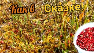 Северная жемчужина! Охота за клюквой