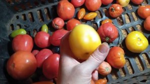 Томаты неплохо хранятся..... Сорт Пылающий...... Собираю ваши заказы..