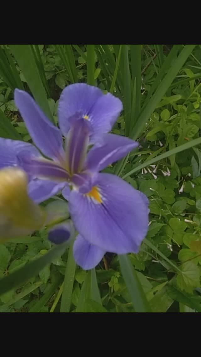 ирис луизианский (Louisiana Iris) var.4