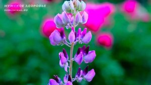 МУЖСКОЕ ЗДОРОВЬЕ*Скрытые Аффирмации для Мужчин*Саблиминал