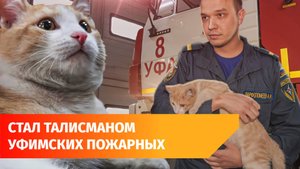 Уфимские пожарные приютили кота. Теперь он стал частью команды