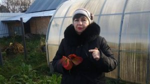 Почему краснеют листья клубники?