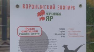 Воронежский зоопарк. Червленый яр. Фазан охотничий