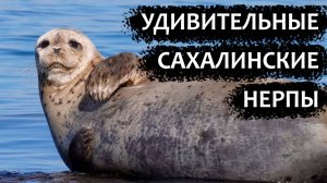 🐬 Удивительные Сахалинские нерпы 🐬 Хозяева прибрежной зоны. #нерпы #сахалин #дикаяприрода #море