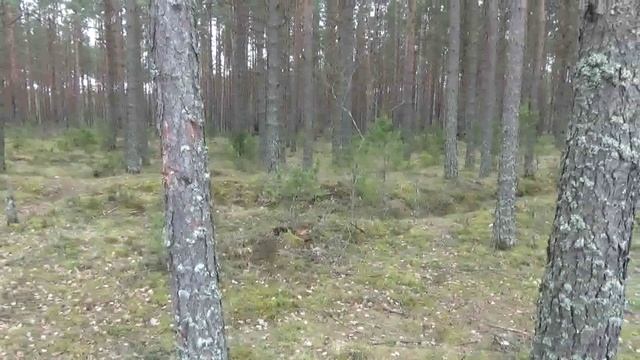 Псковский Лес по пути в Питер из Смоленска.