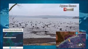 «Побегут до Харькова»: разрушением Белгородской дамбы Сырский может утопить четыре тысячи солдат ВСУ