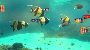 ФУТАЖ - ПОДВОДНЫЙ МИР