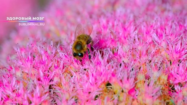 Здоровый Мозг & Идеальная Память*ВЕРСИЯ 2.0 [NEW]*Новый Саблиминал*Скрытые Аффирмации.