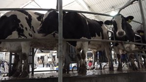 Работа на животноводческой ферме в Шарчинском хозяйстве. Сузунский район.