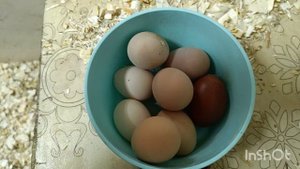 28-10-2025. В сарае как ЛЕТОМ. ЖАРА!🤗