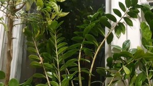 Женщине милой...