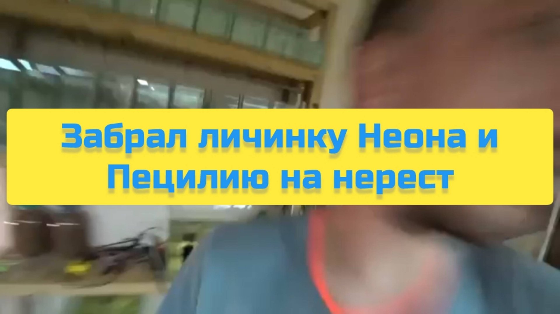 ЗАБРАЛ ЛИЧИНКУ НЕОНА И ПЕЦИЛИЮ НА НЕРЕСТ смотреть онлайн