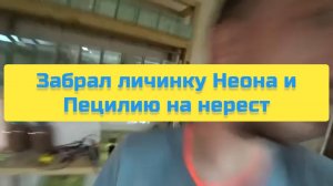 ЗАБРАЛ ЛИЧИНКУ НЕОНА И ПЕЦИЛИЮ НА НЕРЕСТ