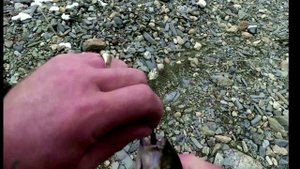 Выезд за хариусом в октябре