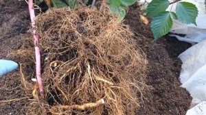 Ежевика Юхас. Корни бомба. 26.10.25 г.