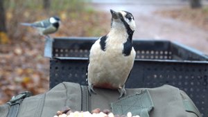 Голодный дятел. Зарисовка