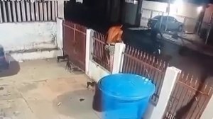 NEW! BRAIN TIME.  ЛЮДИ, КОТОРЫЕ НАРВАЛИСЬ НА СТОРОЖЕВЫХ СОБАК