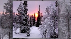 Чёрные деревья белый снег (2)