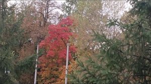 большая прогулка цветы и краски Осени, прогулки городские зарисовки Осень