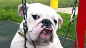 Прикол с креслом. #танки #ворлдофтэнкс #миртанков #приколы #вреки #врекомендации #реки #рек