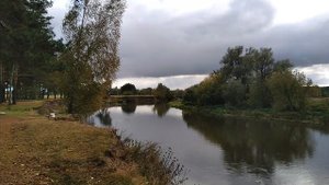 Идем по берегу реки Клязьма, к дереву ростущему под наклоном из берега.