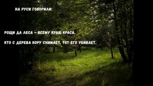 О бережном отношении к природе