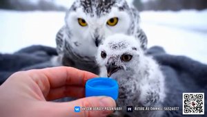 Трогательное спасение. Белоснежная сова и птенцы после столкновения на дороге