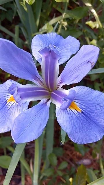 ирис луизианский (Louisiana Iris) var.3