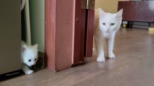 Мама-кошка зовёт своего белого котёнка с собой. Мама-кошка разговаривает с котёнком.