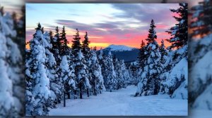 Чёрные деревья белый снег (1)