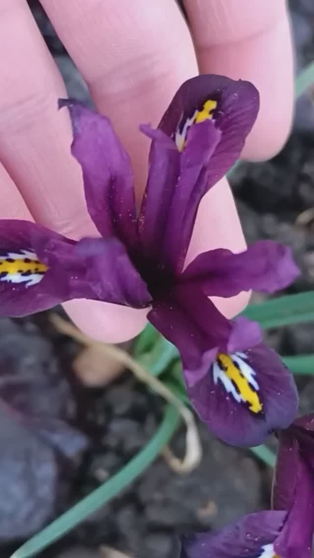 Ирис сетчатый