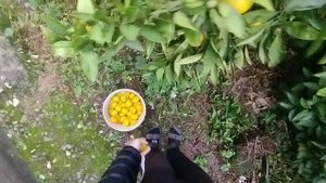 как правильно собирают мандарины