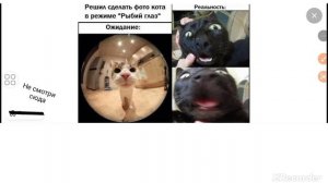 мемы про котиков!