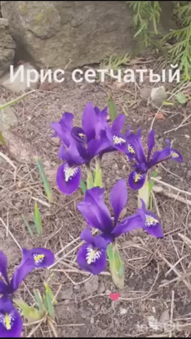 Ирис сетчатый (Иридодиктиум)