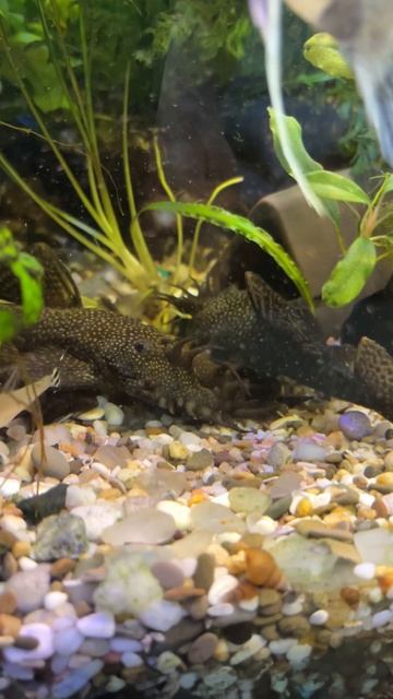 По 15 лет,а все дерутся😂 смотреть онлайн