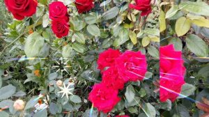 Туган көнең белән!С Днём Рождения!Музыкальная откоткрытка на татарском языке.