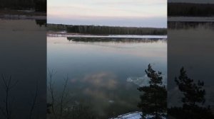 В лесу . 🌳🦌🌳