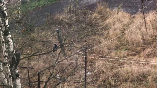 Кот соседский Сёма и три вороны...