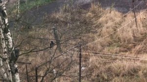 Кот соседский Сёма и три вороны...