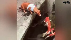 Самые смешные видео с Животными