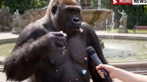 ИИ обезьяна сбежала из зоопарка