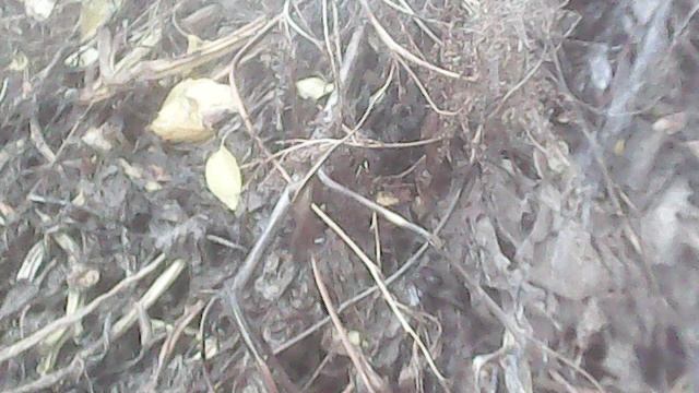 Орошение обновлённого компоста этого года