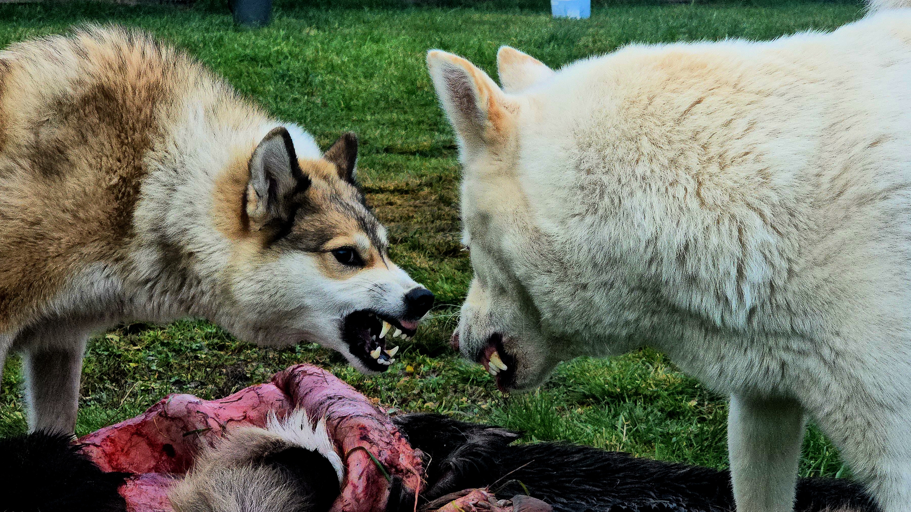 Лайки на трофеях